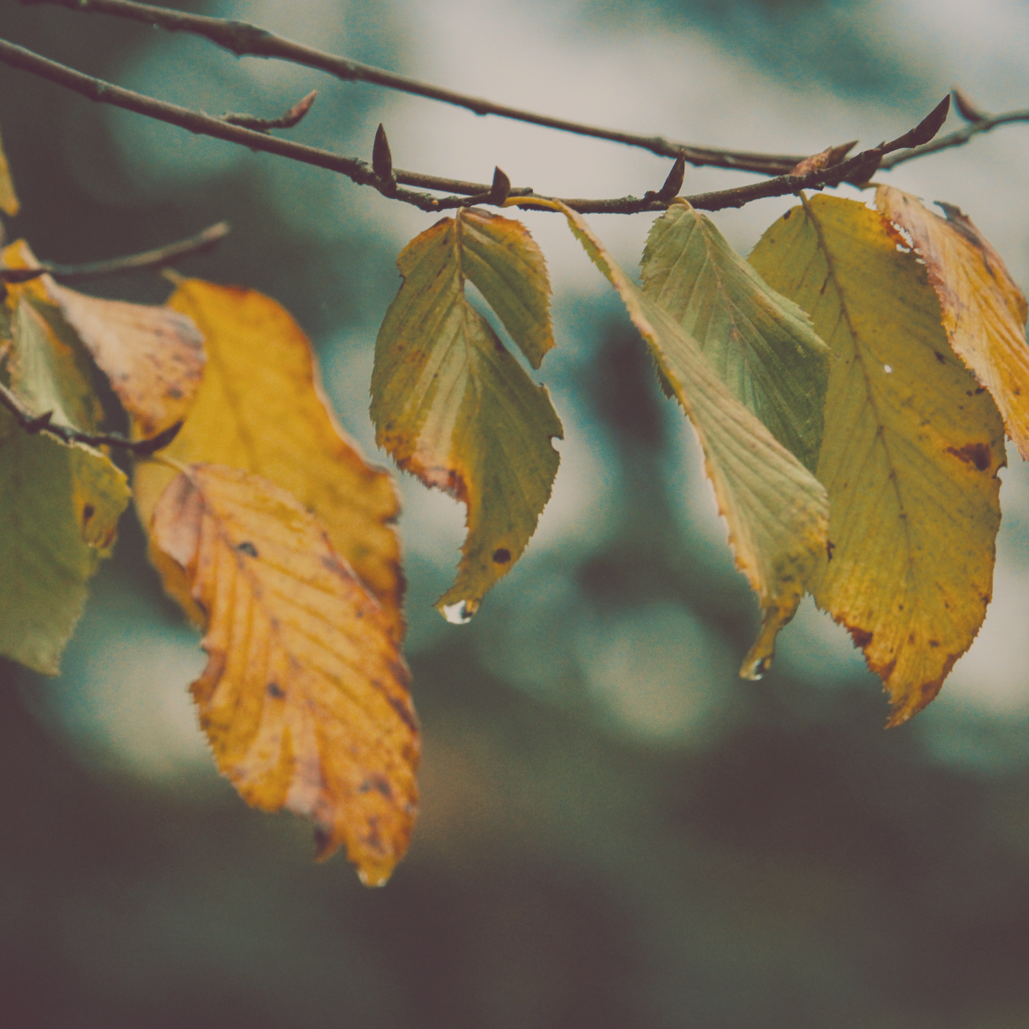 Herbstblätter