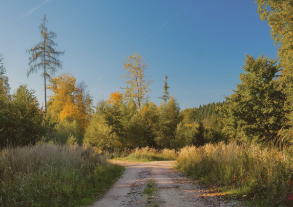 Weg Natur Tierra - im Schoßraum der Erde | Sommer Edition (Audio-Naturmeditation)