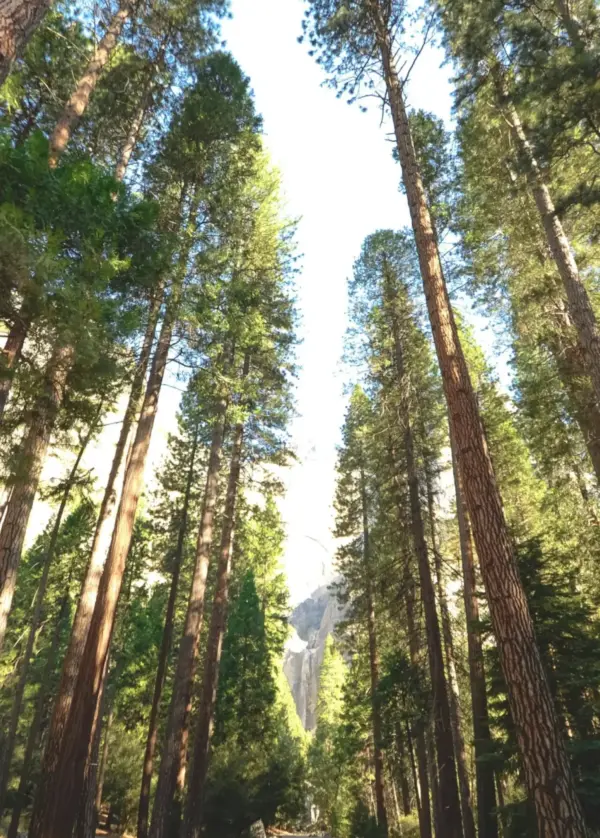 Atem-Raum | offene Atemgruppe in Pressbaum (Einzeltermin)
